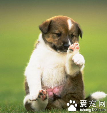 如何训练狗狗不叫 让狗保持安静的方法