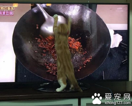 猫咪“炒菜”视频火爆社交网络 受到大家的热捧