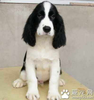 史宾格好养吗 注意有规律的喂养