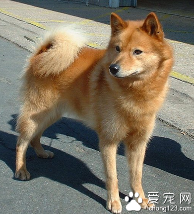芬兰猎犬掉毛吗 雄性的毛发比雌性多