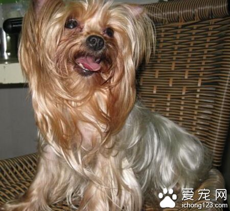 如何饲养约克夏 约克夏犬是以肉食为主的