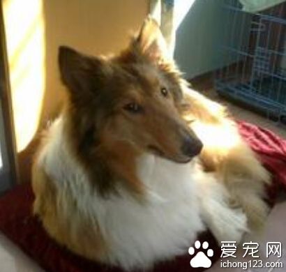 苏格兰牧羊犬优缺点 最大缺点是它太温顺