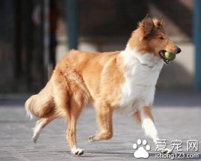 苏格兰牧羊犬训练方法 用一些美食作为引诱
