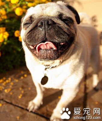 狗狗配种多少钱 价格从八百元到两千元不等