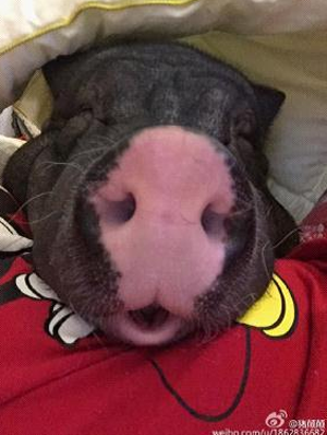 女子发微博晒重170斤的宠物猪 遭到网友质疑