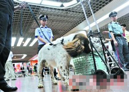 广州地铁将派大量警员执勤 动用经过专业训练的排爆史宾格犬