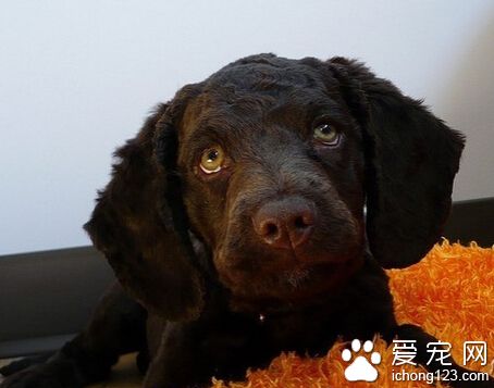 美国水猎犬怎么养 此犬易训练且非常听话