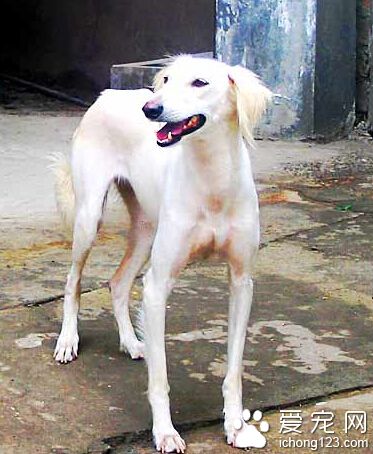 萨路基的日常护理 应隔段时间就修毛一回