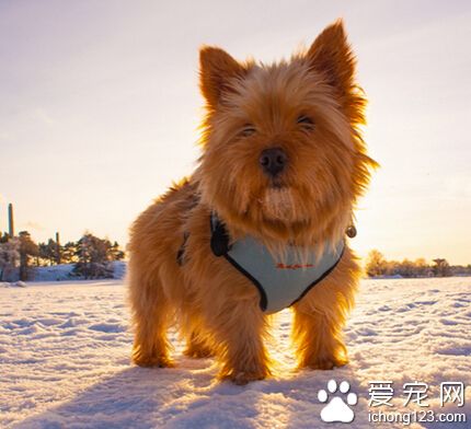 罗威士梗如何训练 培养它的顺从意识