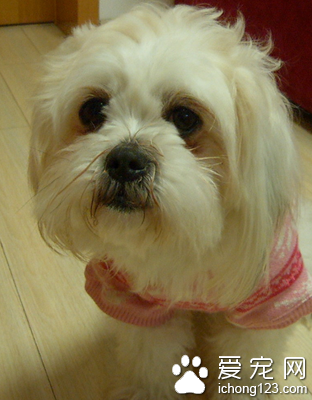 西施犬多少钱一只 市场上该犬的价格不一