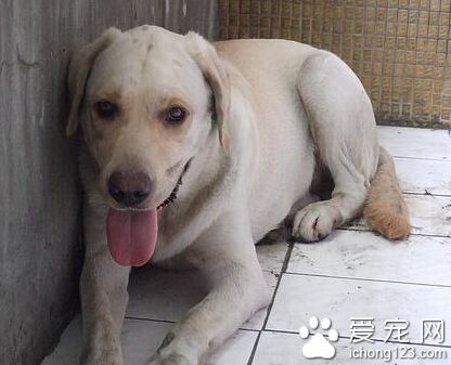 导盲犬的价格是多少 价格最少也要万元左右