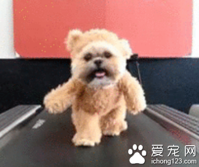 西施犬身穿泰迪熊外衣的搞笑视频走红网络