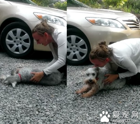 雪纳瑞与主人离别两年后相见 狂喜到晕倒