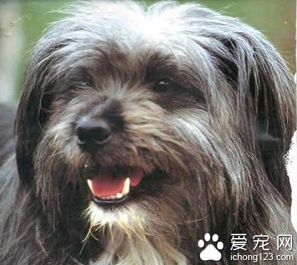 拉萨犬多少钱一只 价格约在1000-30000元