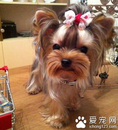 约克夏梗好养吗 饲养前家里做好消毒工作