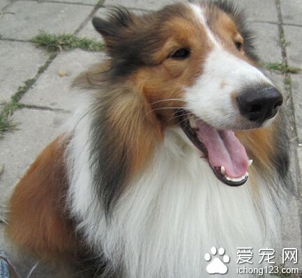 苏格兰牧羊犬打架厉害吗 厉害那是肯定的