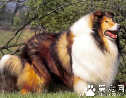 苏格兰牧羊犬驯养 首先要明确狗的天性