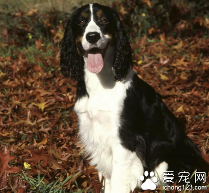 怎么训练史宾格 训练史宾格衔取的方法