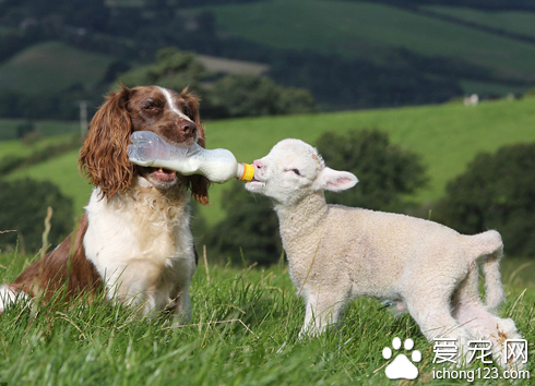 史宾格犬帮助主人管理农场 每天给遗弃羔羊喂奶