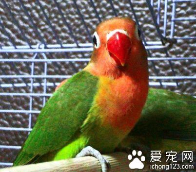 牡丹鹦鹉吃什么 野生的喜欢吃植物的种子