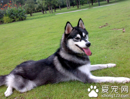 狗狗打喷嚏怎么办 维护狗狗口腔卫生