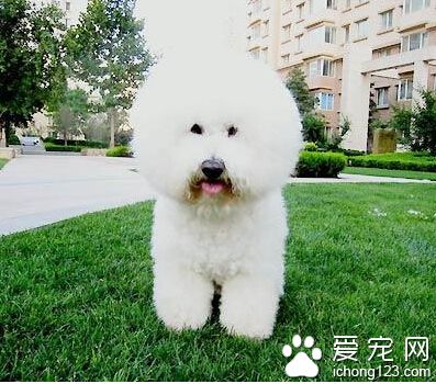 比熊多少钱 普通的比熊犬售价1000元左右