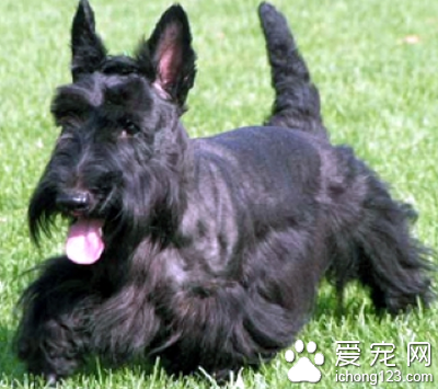 苏格兰梗多少钱 是比较适合家养的狗狗