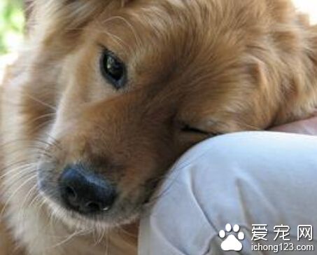 训练狗狗说话 虽不能说话但能听懂一些词