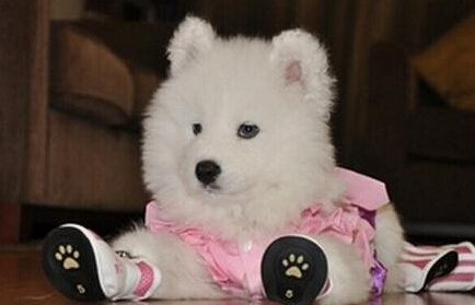 现在养狗怎么样 养狗有益心脏稳定血压