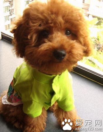 民警办案迅速一小时内找回丢失的泰迪犬