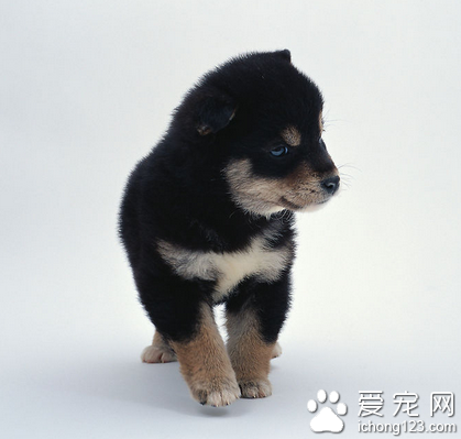 宠物店凌晨失火宠物被困店内 仅剩一只黑色小狗幸免于难