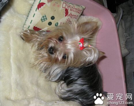 怎么挑选约克夏幼犬 一定要观察其健康状况