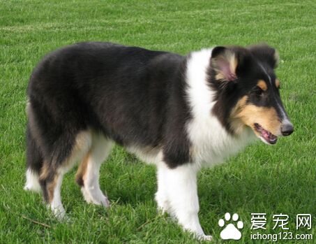 苏格兰牧羊犬怎样训 纠正狗狗的坏习惯