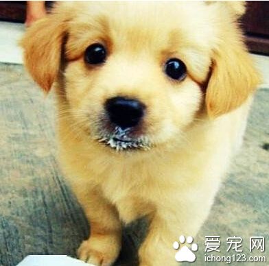 训练狗狗站起来 先准备一些可口的食物