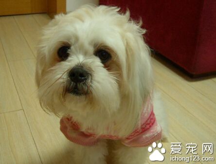 西施犬的特点 在中国拥有相当久远的历史