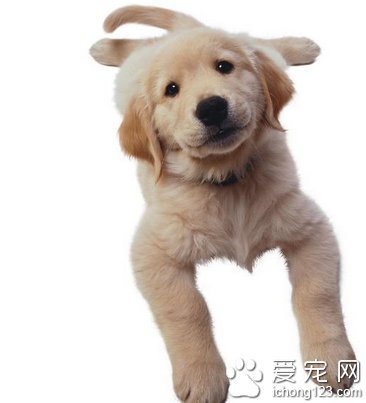 狗狗生病吃什么好 最好及时送去医院