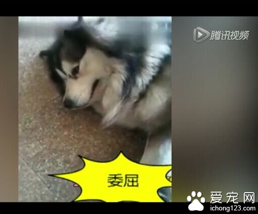 阿拉斯加犬被主人训斥后委屈倒地流泪抽噎
