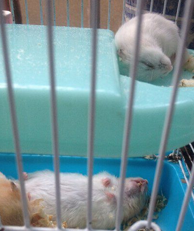 睡的这么销魂，有考虑看的人的感受吗！