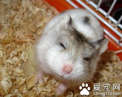 养仓鼠是否会染上鼠疫 也得有病原体感染