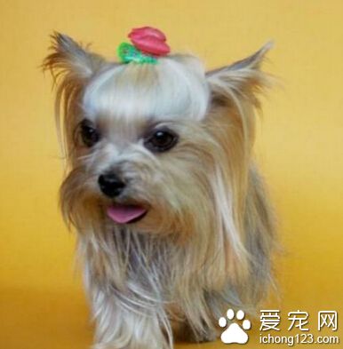 约克夏多少钱 普遍在500-2800元左右