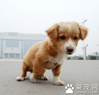  给狗狗吃什么好 狗的体质与人类不同