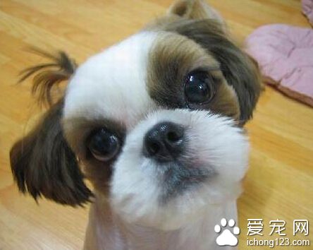  怎样才能训练好狗狗 要时常表扬和鼓励