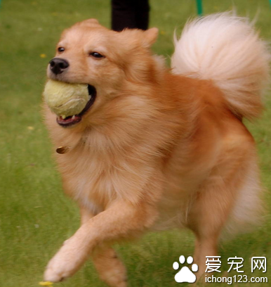 芬兰猎犬多少钱 该犬的样子很像狐狸