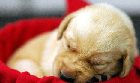 犬瘟热后期 积极保守的治疗或许能治愈