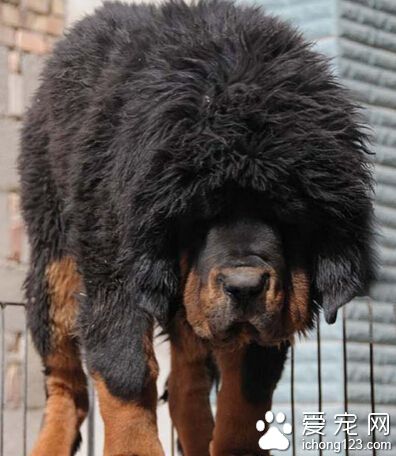 藏獒吃人 藏獒是不太会主动攻击人的