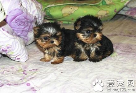 约克夏怎么看 观察被毛是否细润如丝