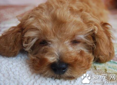 训练狗狗拜拜 训练时给狗狗戴上项圈