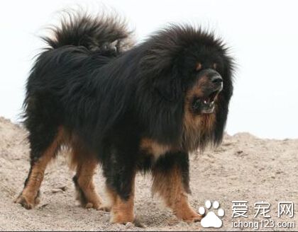 给藏獒起名可以给它们取简单上口的名字