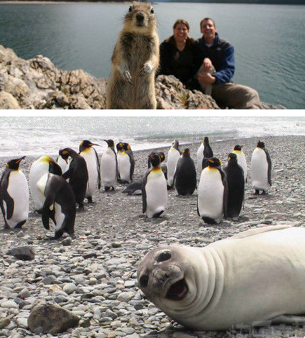 专注抢镜的动物们