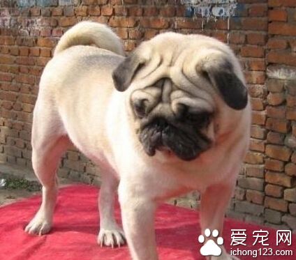 巴哥犬价格  狗狗价格一般都在1200元左右